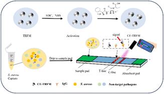 Dual-recognition fluorescent immunochromatographic strip based on IgG and antibiotic for smartphone-assisted detection of Staphylococcus aureus in food samples