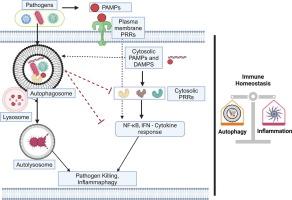 Chats and Spats of Autophagy and Innate Immune Systems
