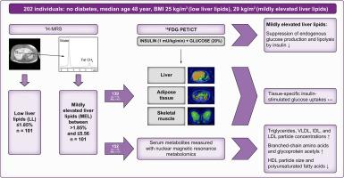 Mildly elevated liver lipid content is characterised by reduced insulin sensitivity