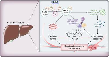 RAC1 as a novel therapeutic target for acute liver failure