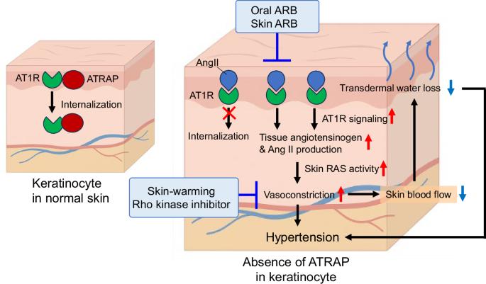 Beyond the kidney: ATRAP and the skin renin-angiotensin system in hypertension