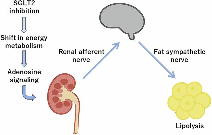 Renal–adipose neural circuit underlies the weight-lowering effects of sodium-glucose co-transporter 2 inhibitors