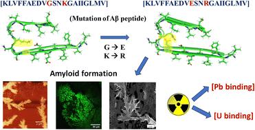 Amyloid formation of mutated Alzheimer's Aβ 16–36 residues peptide and application in toxic lead and uranium ion binding