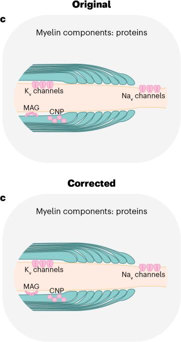 Author Correction: Dynamics of mature myelin