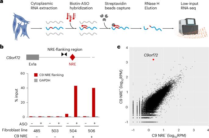 Aberrant splicing exonizes C9orf72 repeat expansion in ALS/FTD