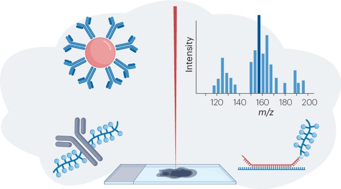 Elemental mass spectrometry imaging of biomolecules using metal-conjugated probes