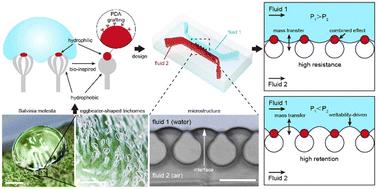 Salvinia-inspired architectures for enhancing interface stability and mass transfer in microchannels