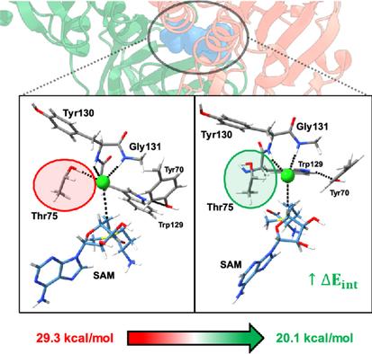 Unveiling SalL Chlorinase Reaction Mechanism and Selectivity through Quantum Mechanical/Molecular Mechanics and Activation-Strain Model