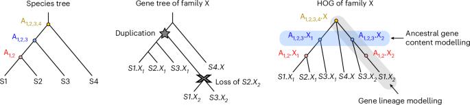 EdgeHOG: a method for fine-grained ancestral gene order inference at large scale