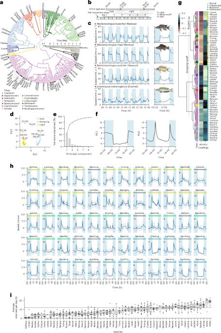 Widespread temporal niche partitioning in an adaptive radiation of cichlid fishes