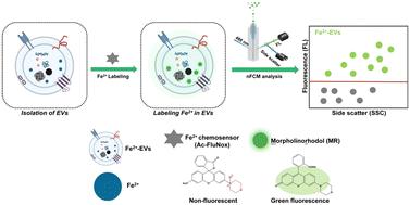 Detection of ferrous ions in extracellular vesicles at the single-particle level by nano-flow cytometry