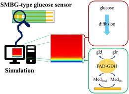 Insights into the performance-determining aspects of electrochemical biosensor strips by diffusion profile visualization using finite element method simulation