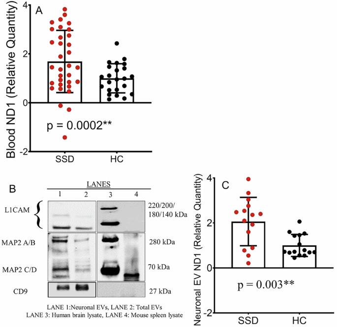 Blood and neuronal extracellular vesicle mitochondrial disruptions in schizophrenia