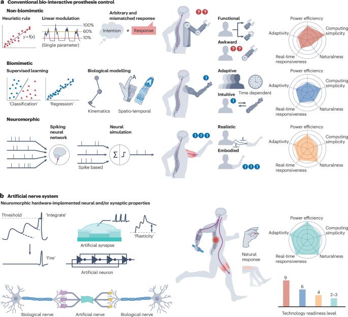 Artificial nerve systems for use in bio-interactive prostheses