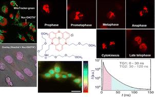 A water-soluble, long fluorescent lifetime DNA probe for real-time dynamic visualization of mitosis in live cells and applicability for FLIM/time-gated imaging