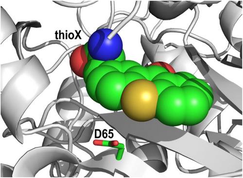 Ribosomal Incorporation of Thioxanthone as a Noncanonical Amino Acid Facilitates the Engineering of Photoenzymes