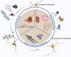 The Proteostasis Network in Proteinopathies
