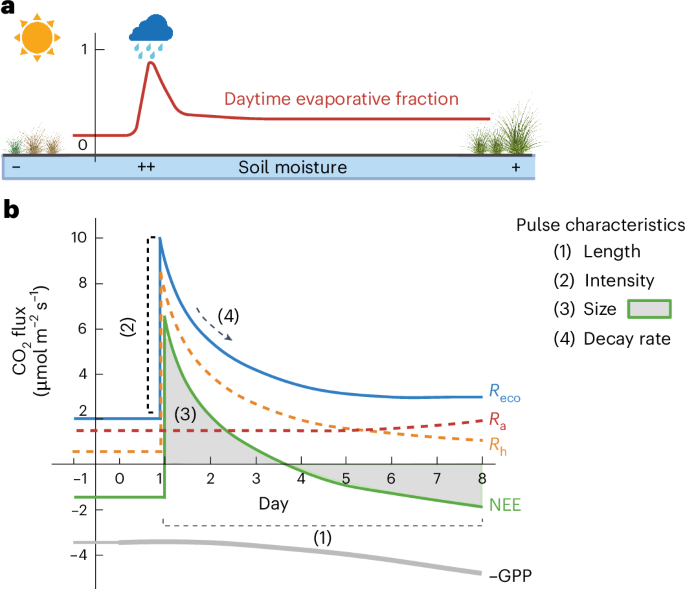 Widespread underestimation of rain-induced soil carbon emissions from global drylands