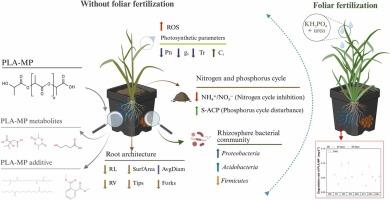 From biodegradation to biohazard: polylactic acid microplastics induced rice growth inhibition in agroecosystems