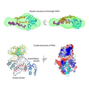 Crystal structures of PAK2 reveal new insights into its autoinhibitory mechanism