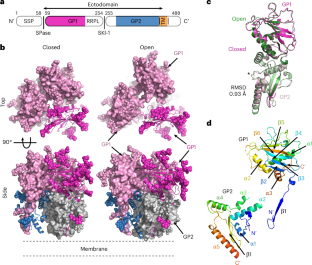 Metal-induced conformational changes in the Sabiá virus spike complex