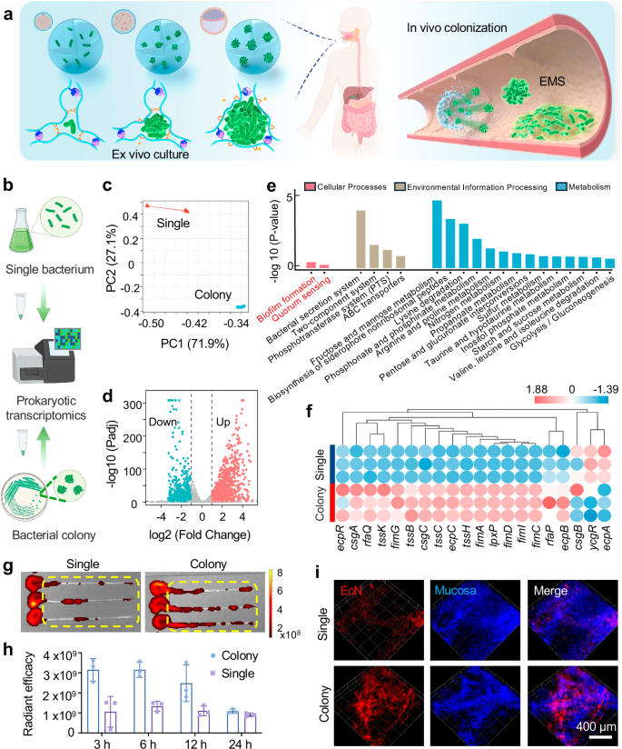 A multicellular self-organized probiotic platform for oral delivery enhances intestinal colonization