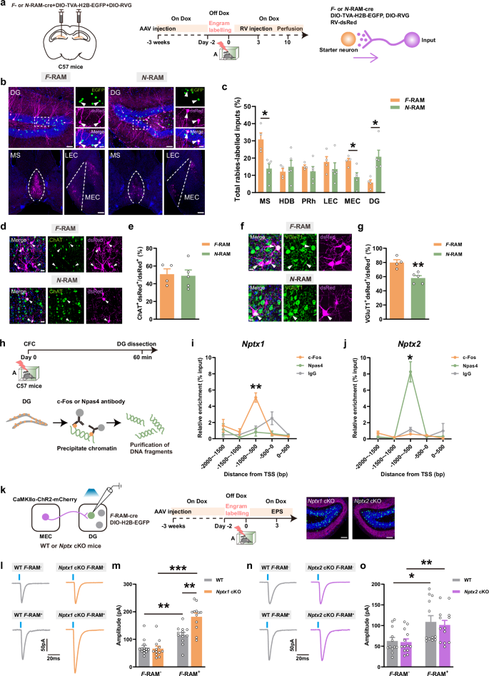 Disturbed engram network caused by NPTX downregulation underlies aging-related contextual fear memory deficits