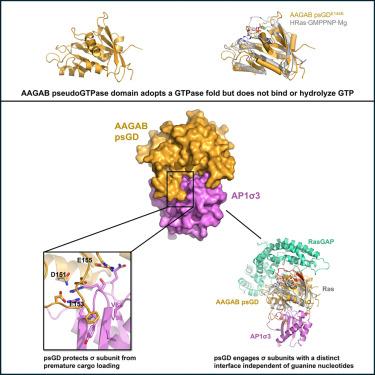 Structural basis of pseudoGTPase-mediated protein-protein interactions