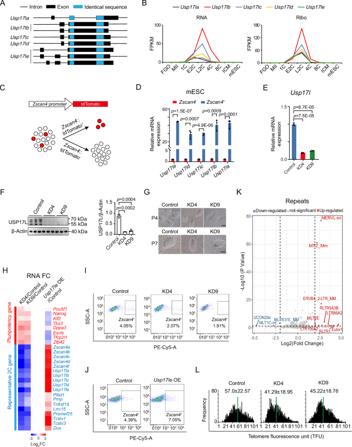 USP17L promotes the 2-cell-like program through deubiquitination of H2AK119ub1 and ZSCAN4