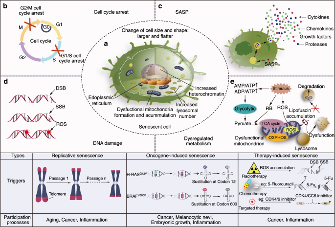 Persistent accumulation of therapy-induced senescent cells: an obstacle to long-term cancer treatment efficacy