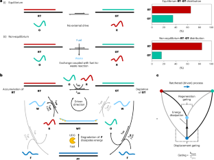 An information ratchet improves selectivity in molecular recognition under non-equilibrium conditions