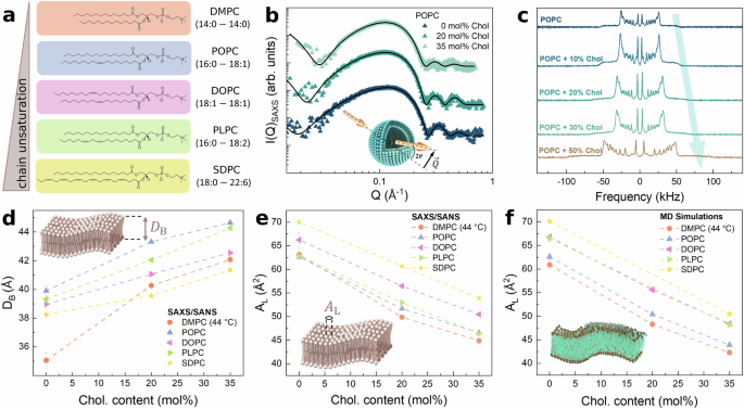 Cholesterol modulates membrane elasticity via unified biophysical laws.