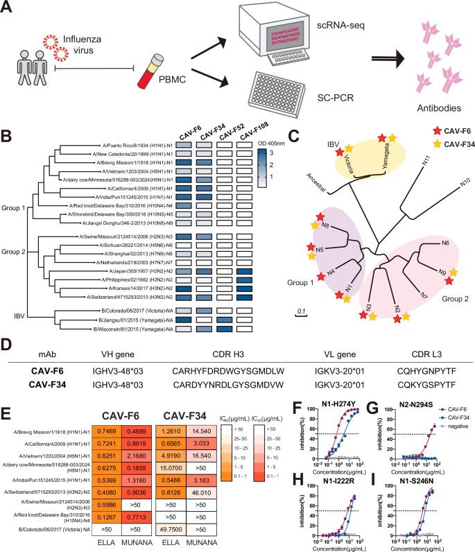 Broad neuraminidase antibodies confer protection against seasonal and avian influenza viruses