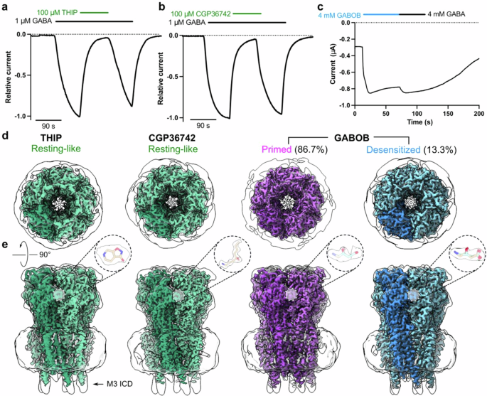 Cryo-EM structures of ρ1 GABAA receptors with antagonist and agonist drugs