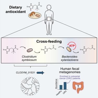 Metabolic cross-feeding of a dietary antioxidant enhances anaerobic energy metabolism by human gut bacteria
