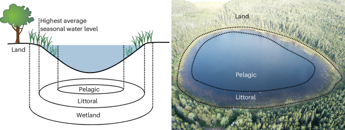 Contribution of lake littoral zones to the continental carbon budget