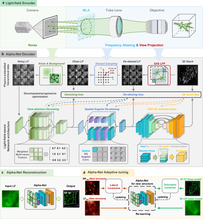 Adaptive-learning physics-assisted light-field microscopy enables day-long and millisecond-scale super-resolution imaging of 3D subcellular dynamics
