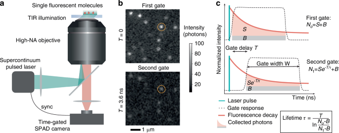 Wide-field fluorescence lifetime imaging of single molecules with a gated single-photon camera