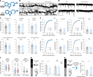 The psychoplastogen tabernanthalog induces neuroplasticity without proximate immediate early gene activation