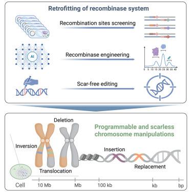 Iterative recombinase technologies for efficient and precise genome engineering across kilobase to megabase scales