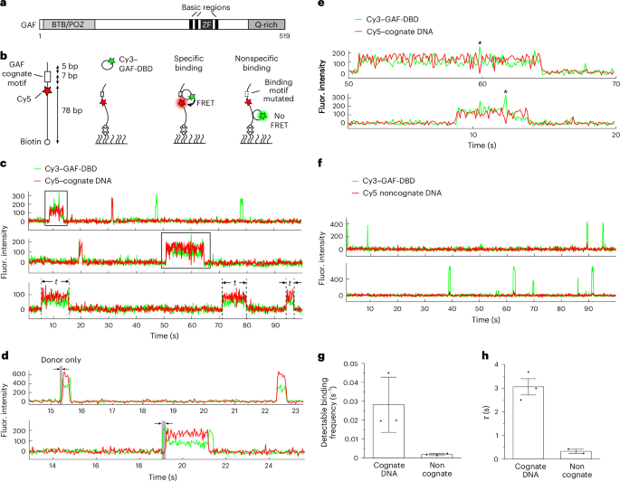 GAGA zinc finger transcription factor searches chromatin by 1D–3D facilitated diffusion