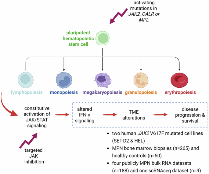 Association of the composition of the bone marrow tumor microenvironment in BCR::ABL1-negative myeloproliferative neoplasms with IFN-γ signaling and driver mutations