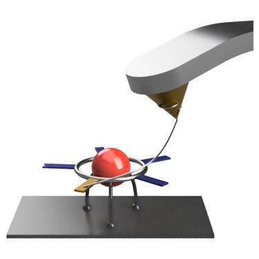 Probing the free rotary oscillations around a single ruthenium atom in an organometallic complex