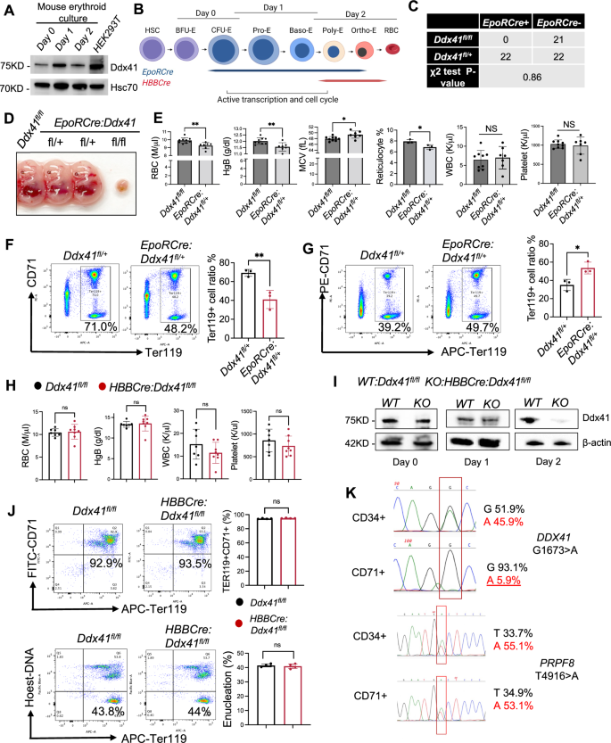 DDX41 resolves G-quadruplexes to maintain erythroid genome integrity and prevent cGAS-mediated cell death