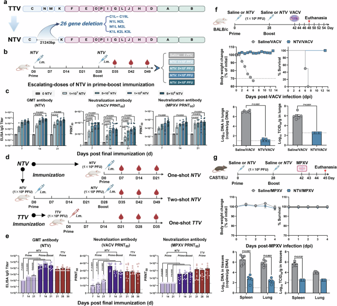 Tiantan vaccinia virus-based vaccine with promising safety provides sustained protection against mpox in non-human primates