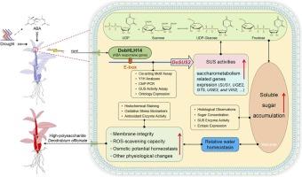 Stress-responsive sucrose synthase gene, DoSUS2, improves soluble sugar accumulation in Dendrobium officinale