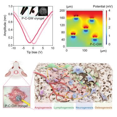 Biodegradable and electroactive cryogel microspheres for neurovascularized bone regeneration