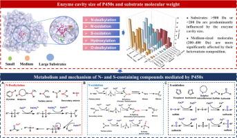 Elucidating the Substrate Specificity of Cytochrome P450 Enzymes: Insights into N- and S-Containing Small-Molecule Metabolism