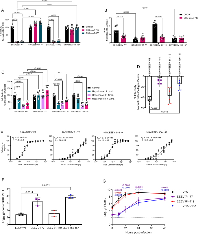 Three positively charged binding sites on the eastern equine encephalitis virus E2 glycoprotein coordinate heparan sulfate- and protein receptor-dependent infection