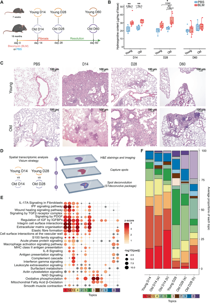 Aging affects reprogramming of pulmonary capillary endothelial cells after lung injury in male mice
